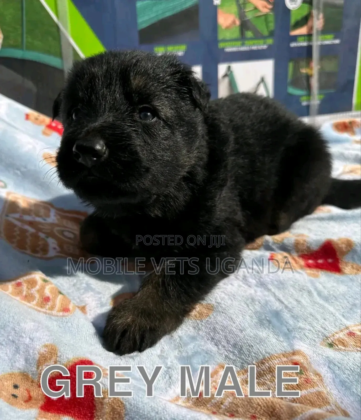 0-1 month Male Purebred German Shepherd