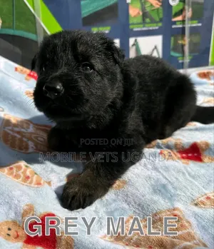 0-1 month Male Purebred German Shepherd