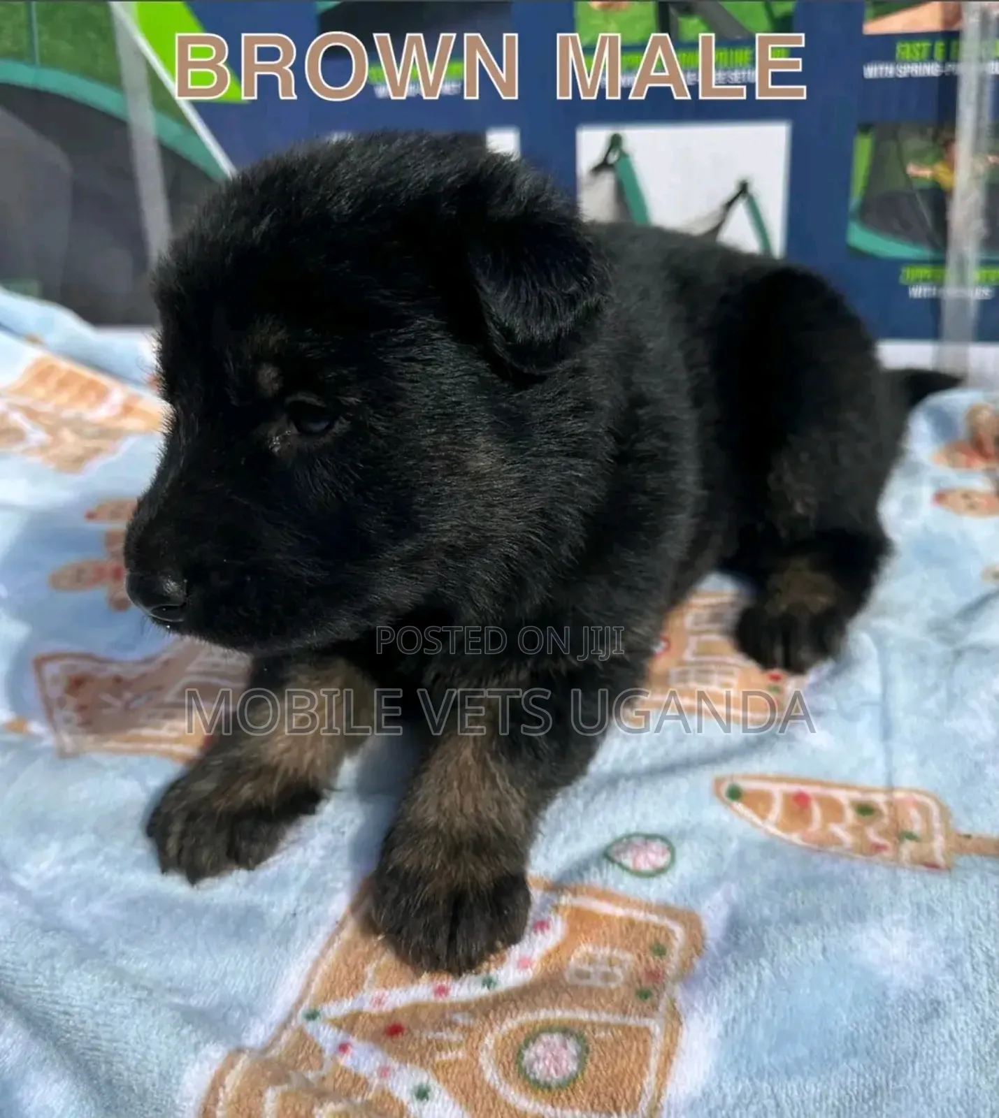 0-1 month Male Purebred German Shepherd
