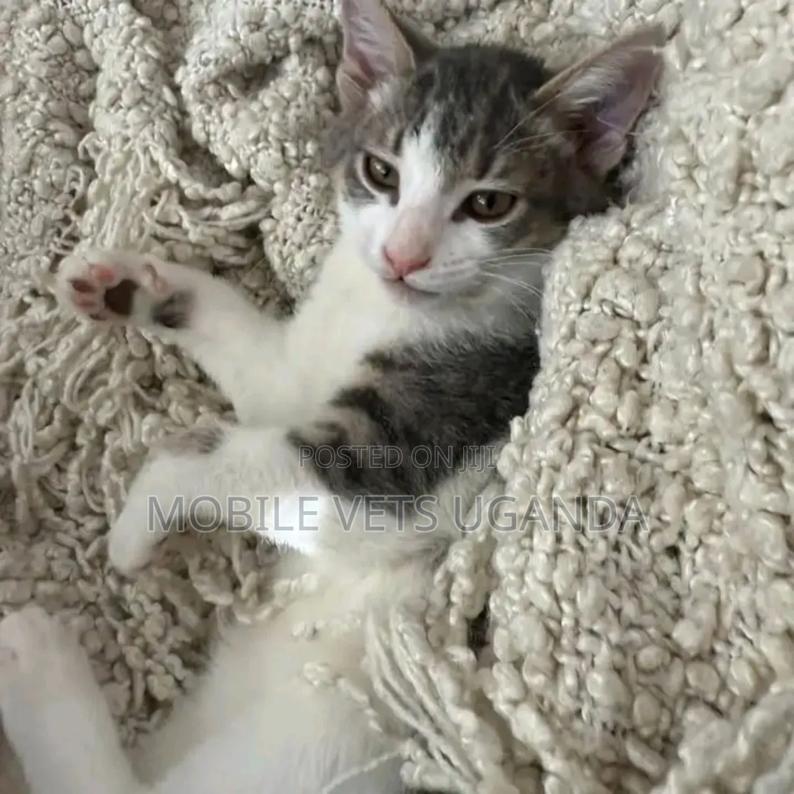 1-3 months Female Purebred Bombay