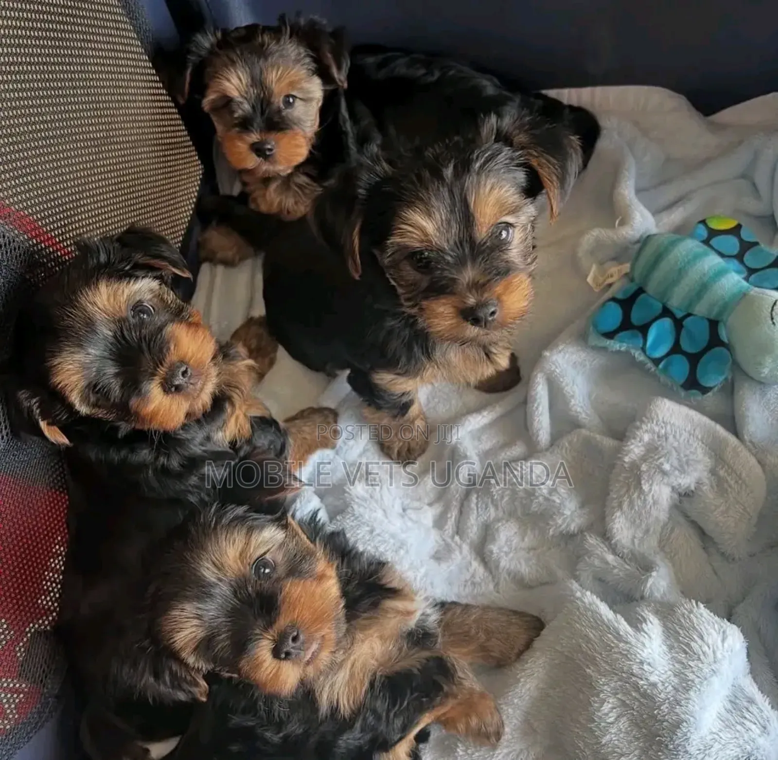 0-1 month Female Purebred Pocket Beagle