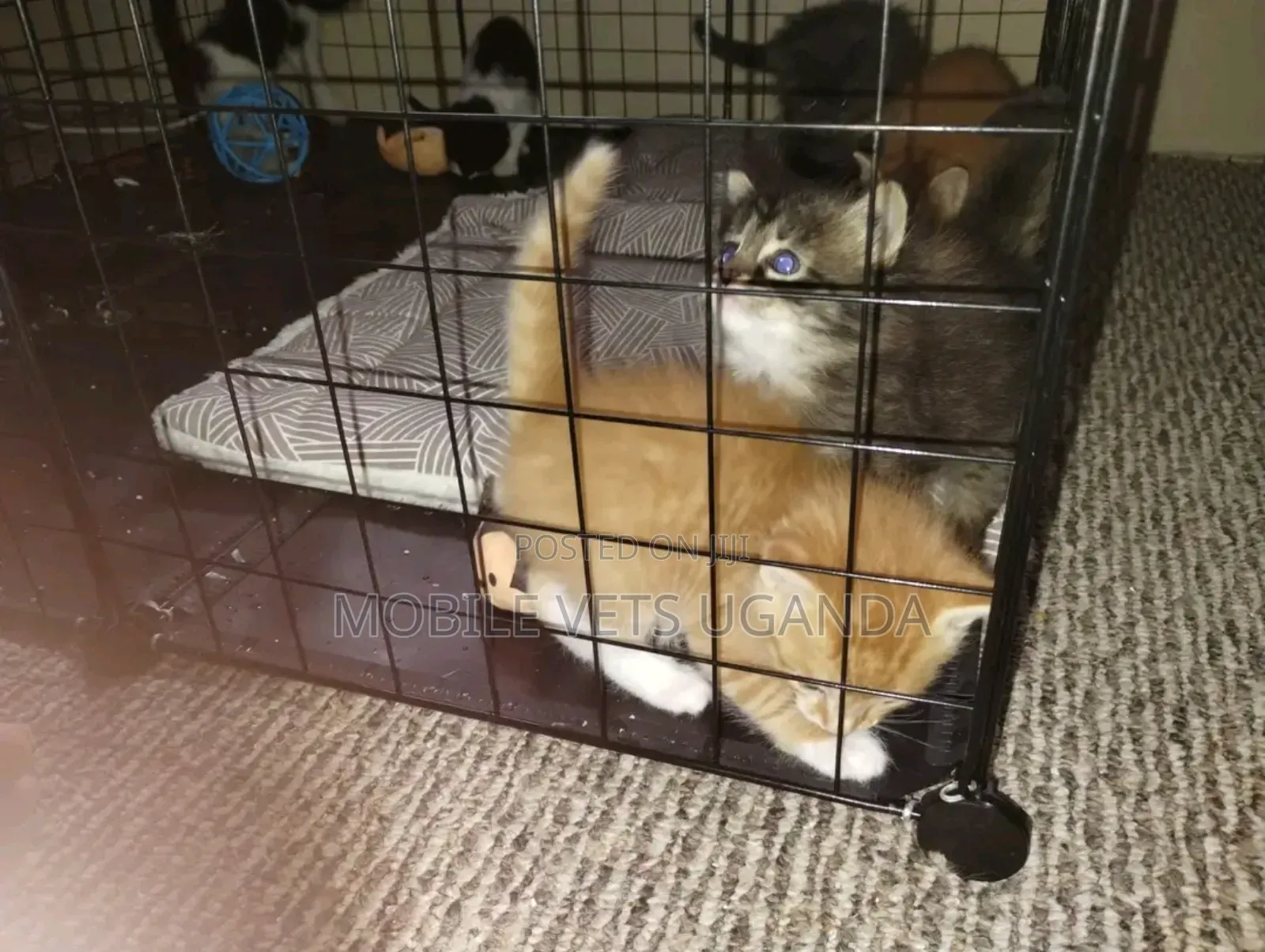 1-3 months Male Purebred Exotic