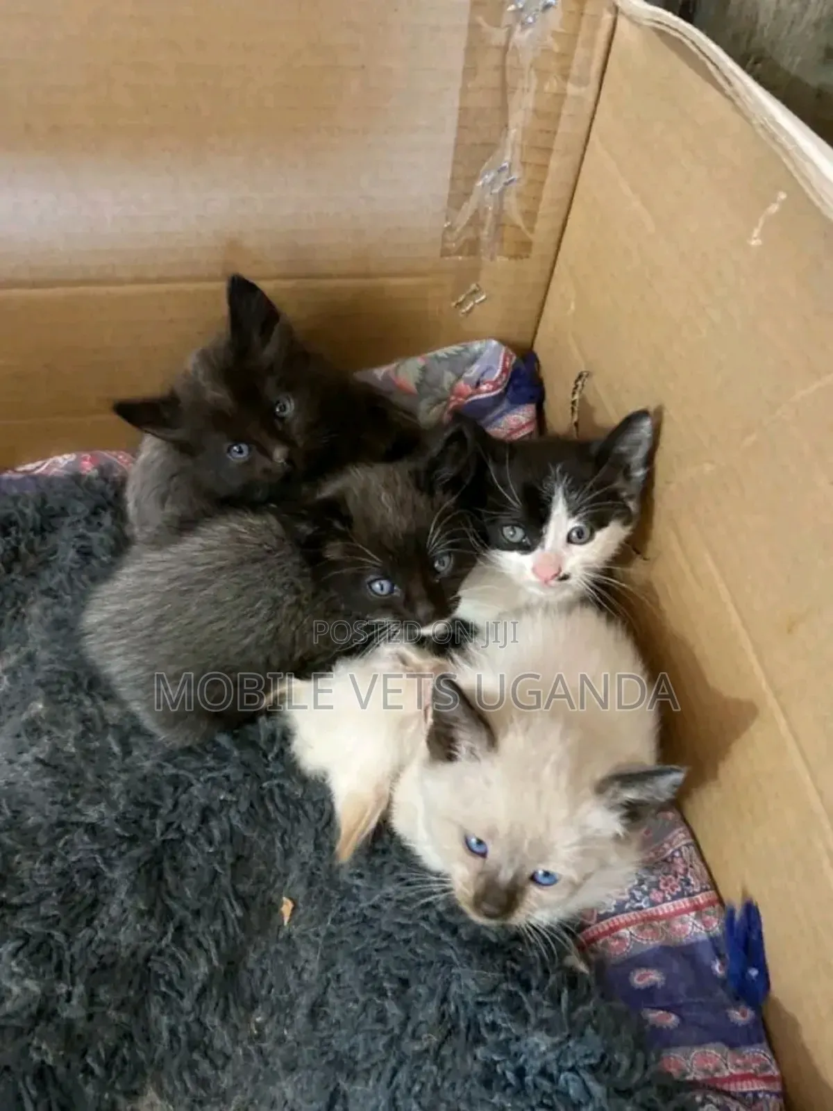 0-1 month Male Purebred British Shorthair