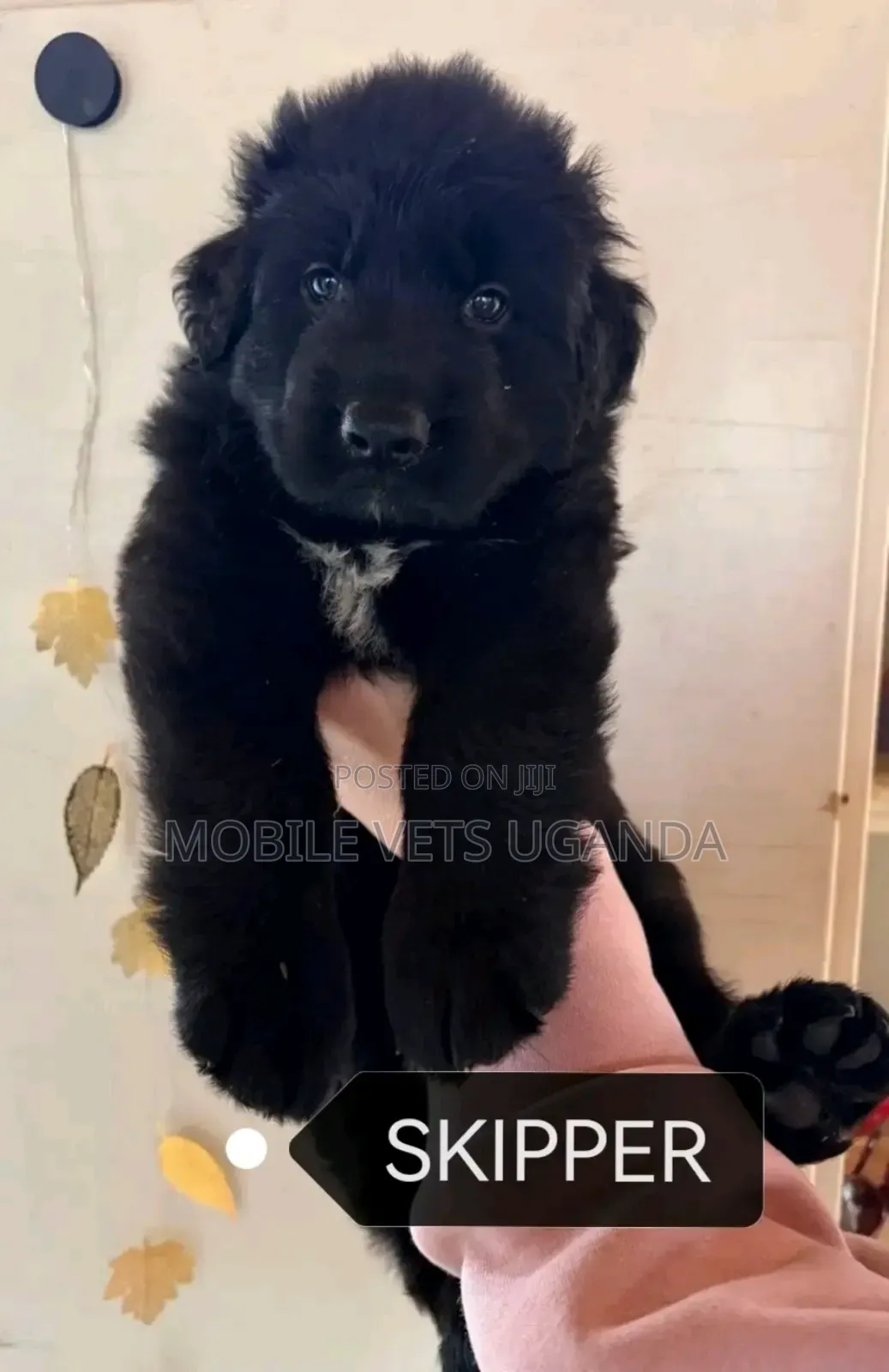 1-3 months Male Purebred German Shepherd