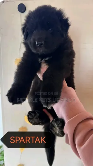 1-3 months Male Purebred German Shepherd