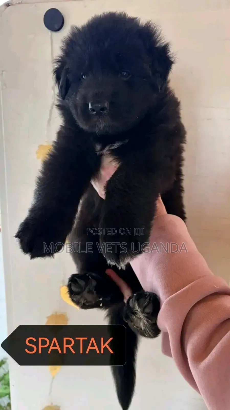 1-3 months Male Purebred German Shepherd