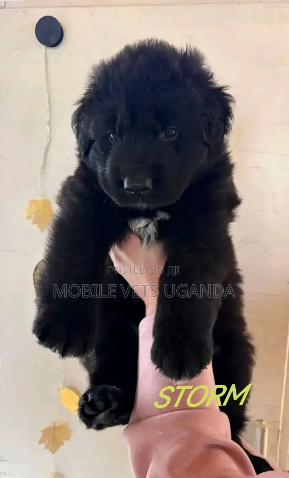 3-6 months Female Purebred German Shepherd
