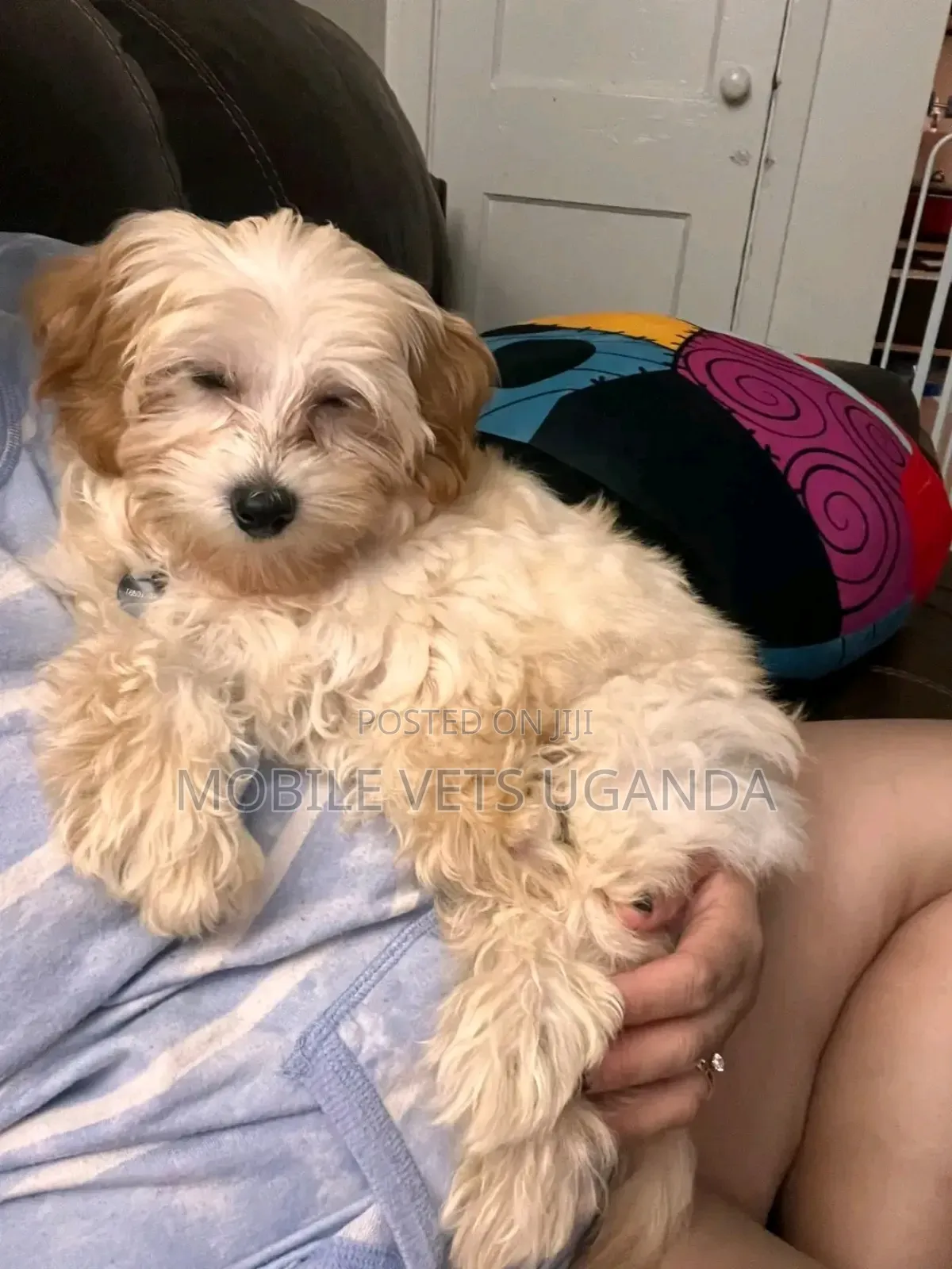 1-3 months Male Purebred Maltese