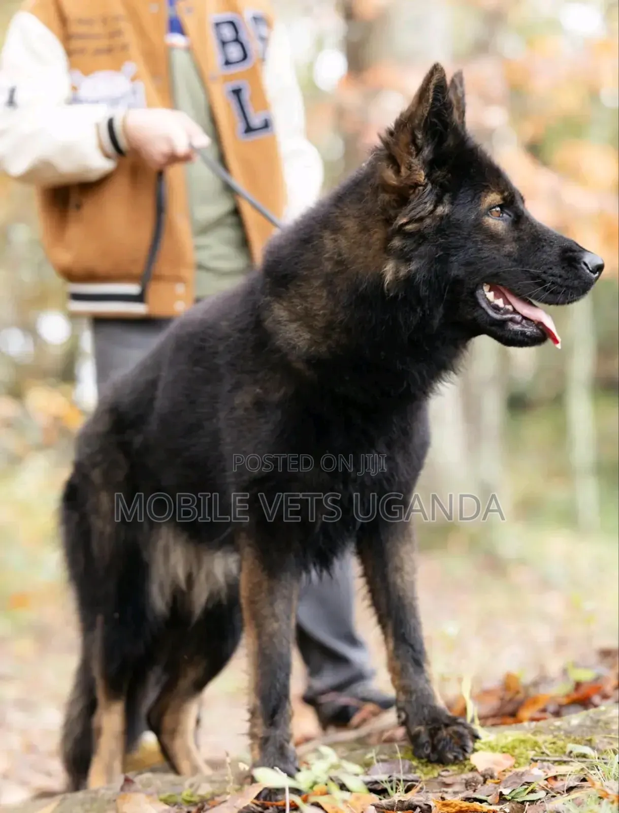 1+ year Male Purebred German Shepherd