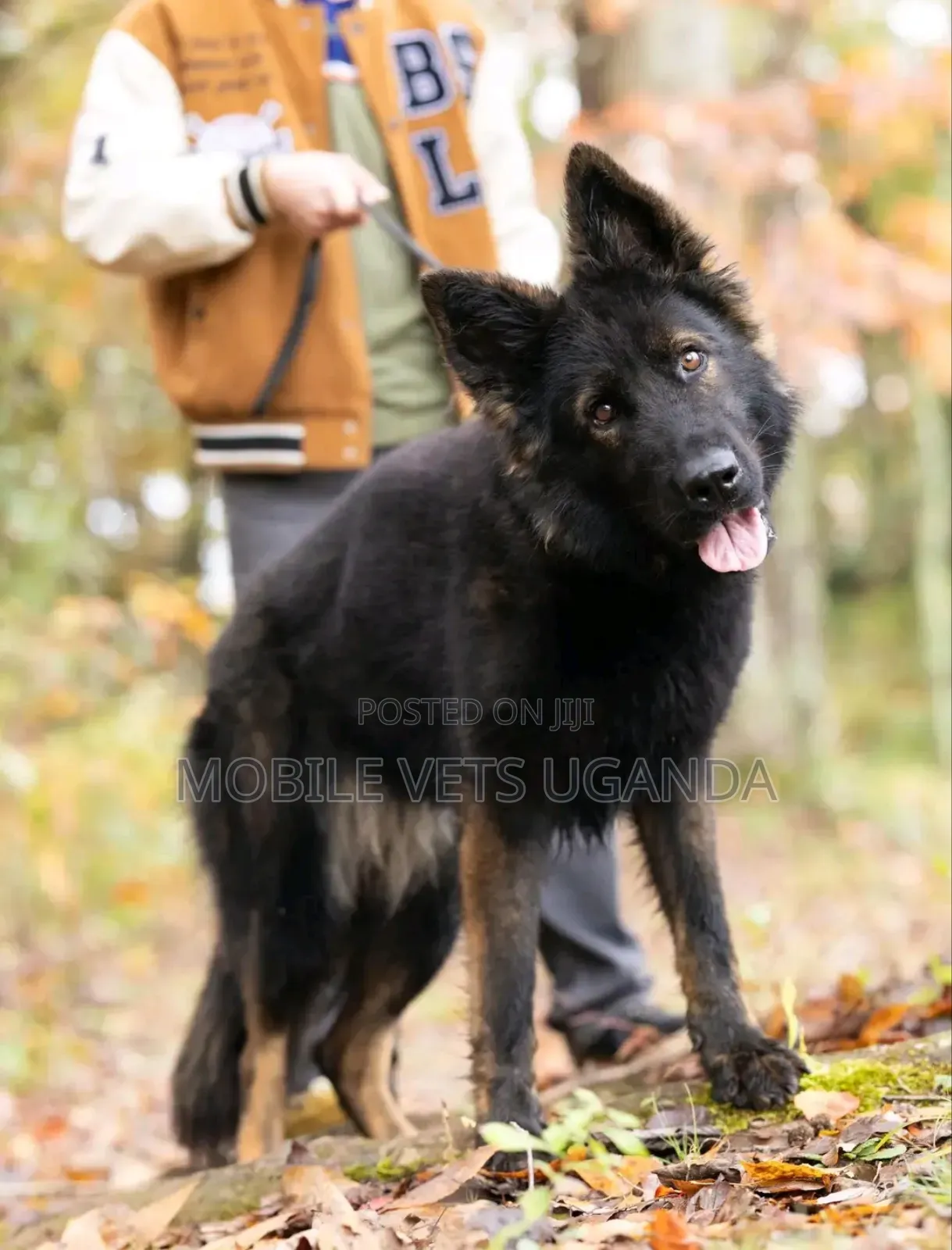 6-12 months Female Purebred German Shepherd