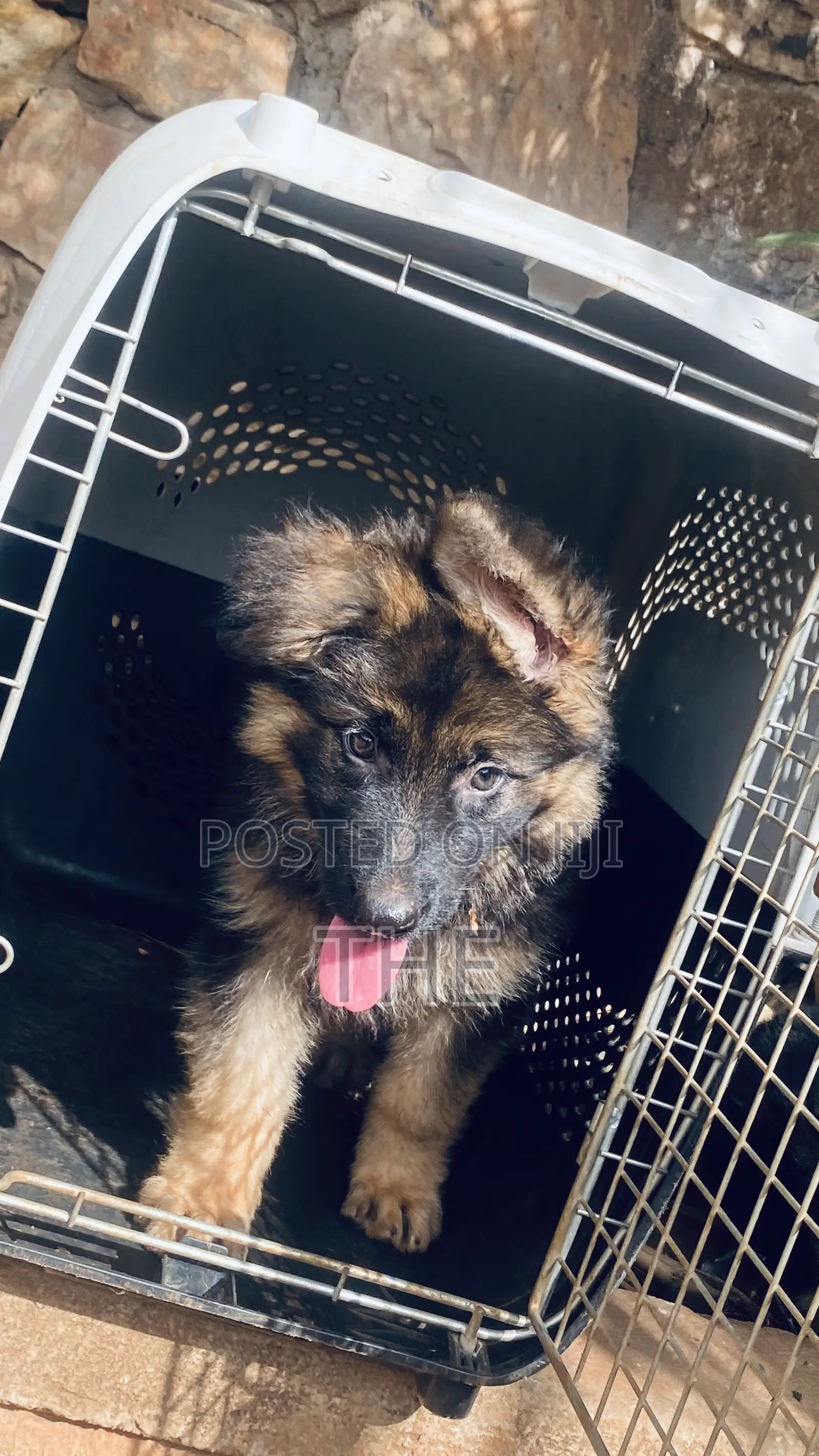 1-3 months Male Purebred German Shepherd
