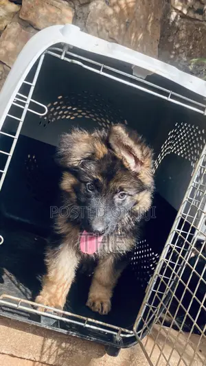 1-3 months Male Purebred German Shepherd
