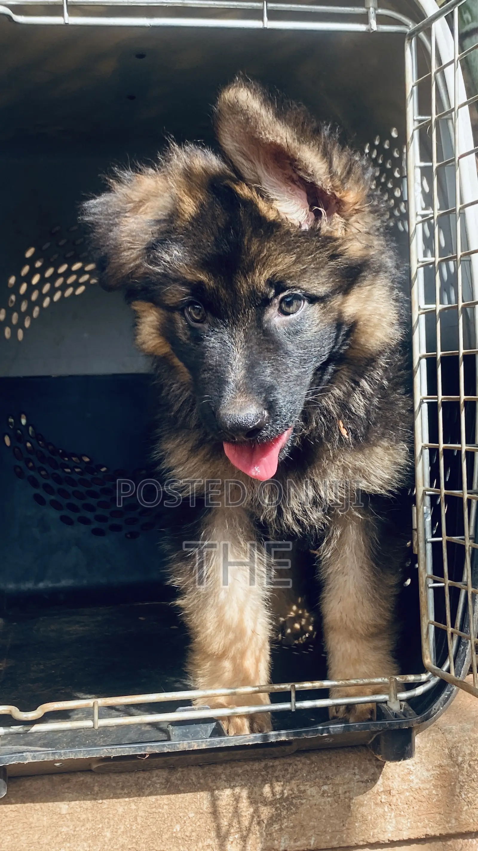 1-3 months Male Purebred German Shepherd