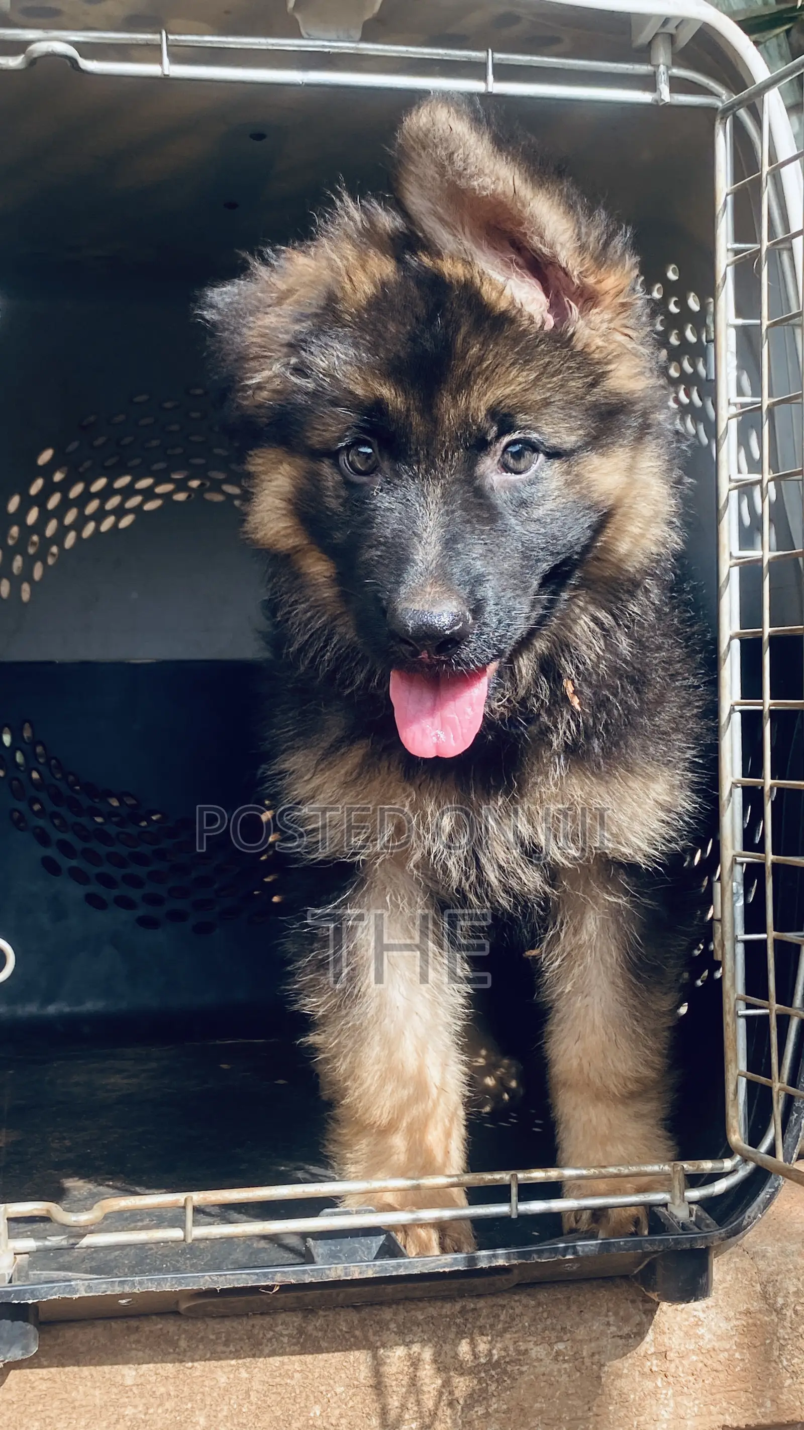 1-3 months Male Purebred German Shepherd
