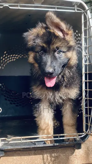 1-3 months Male Purebred German Shepherd