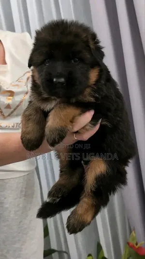 1-3 months Female Purebred German Shepherd