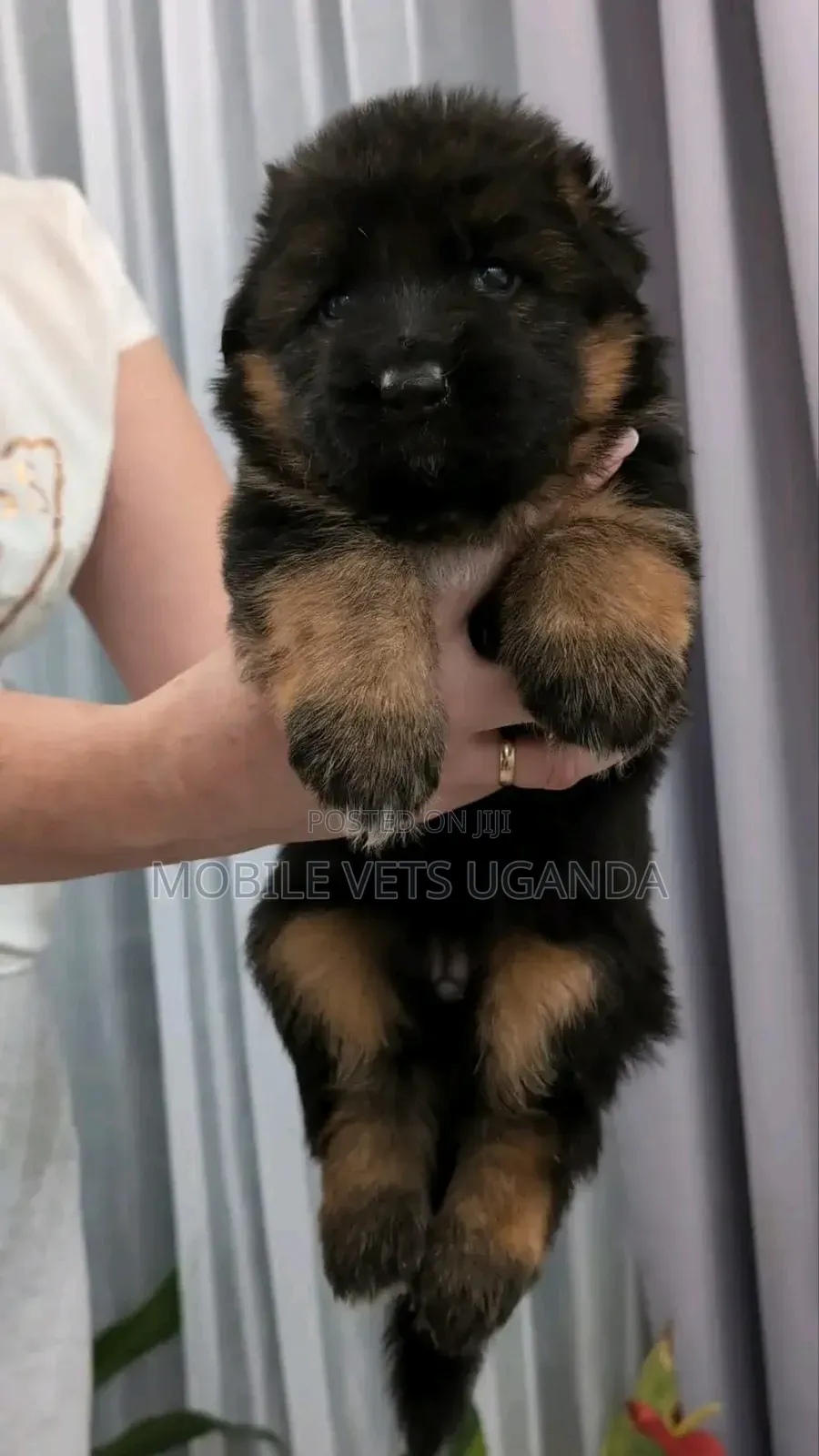 3-6 months Female Purebred German Shepherd