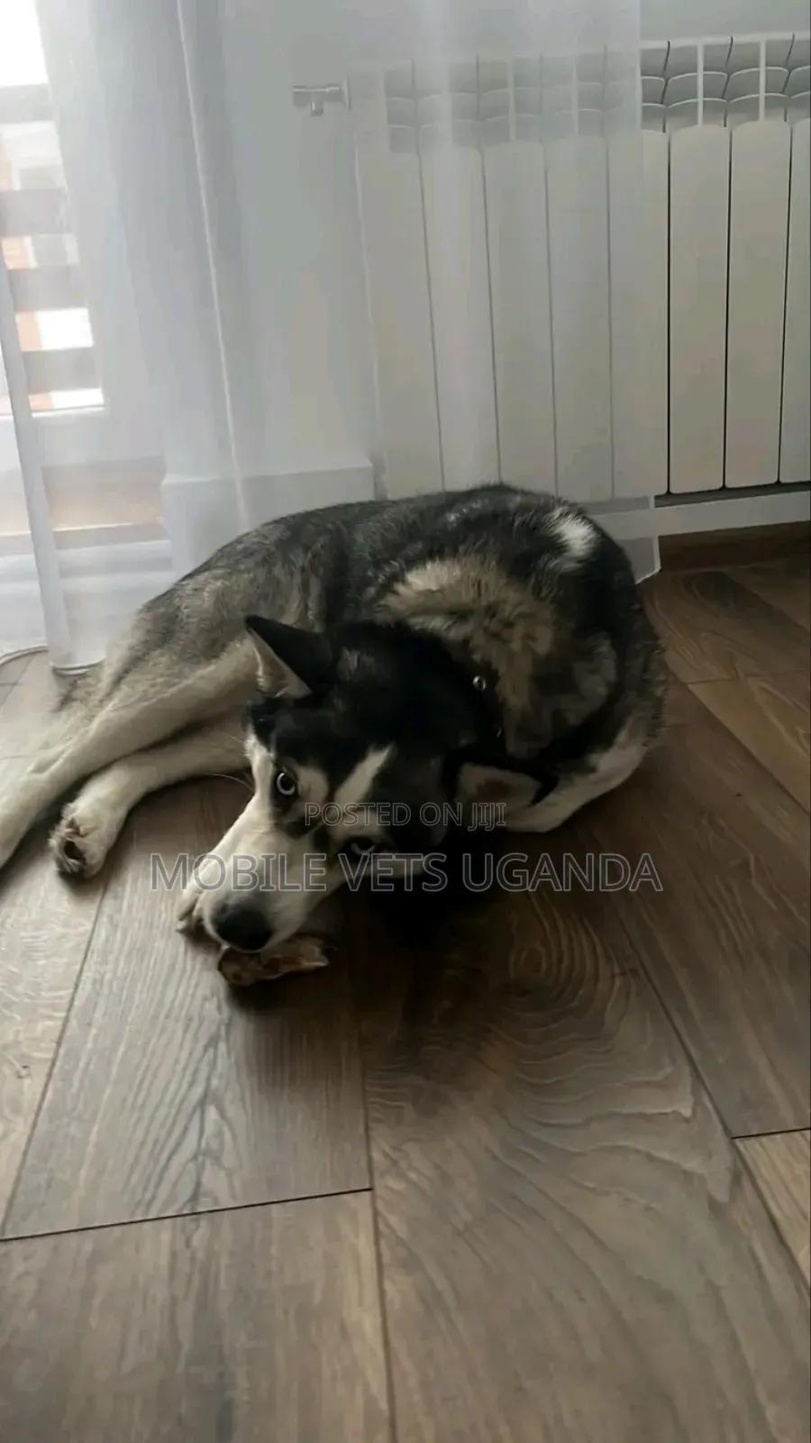 1+ year Male Purebred Siberian Husky