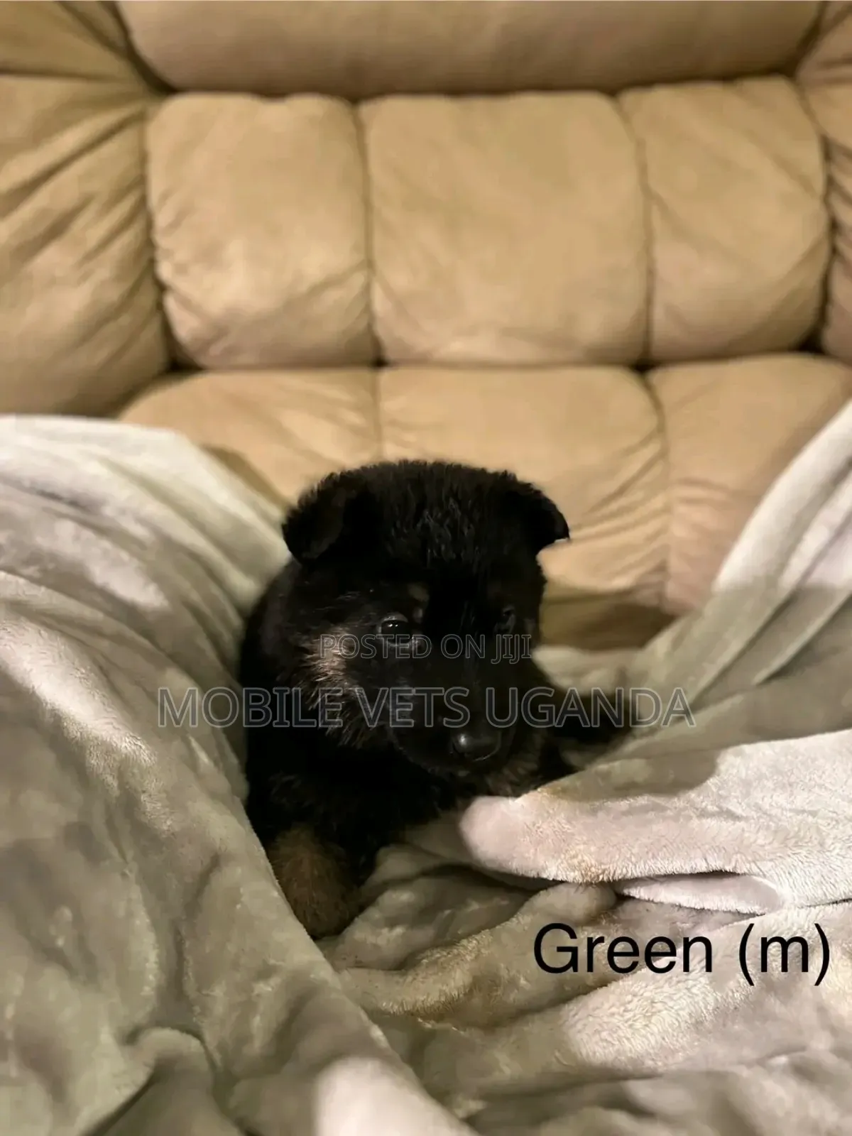 3-6 months Female Purebred German Shepherd