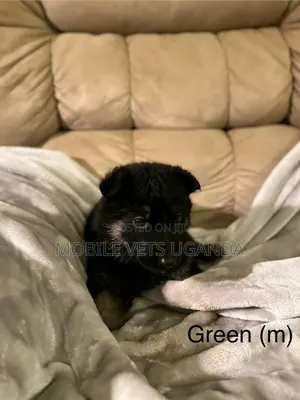 3-6 months Female Purebred German Shepherd
