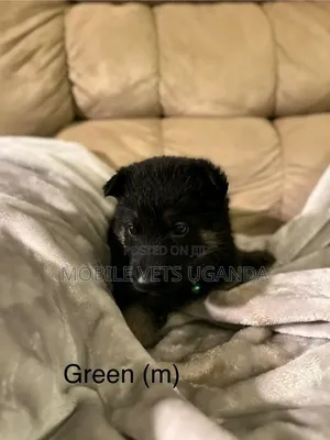0-1 month Female Purebred German Shepherd