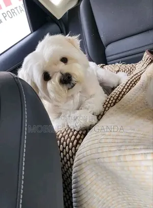 1-3 months Male Purebred Maltese
