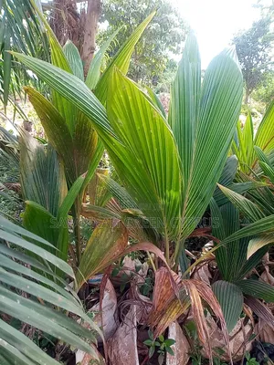Coconut Palm Trees