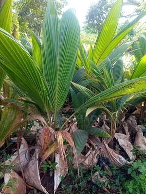Coconut Palm Trees