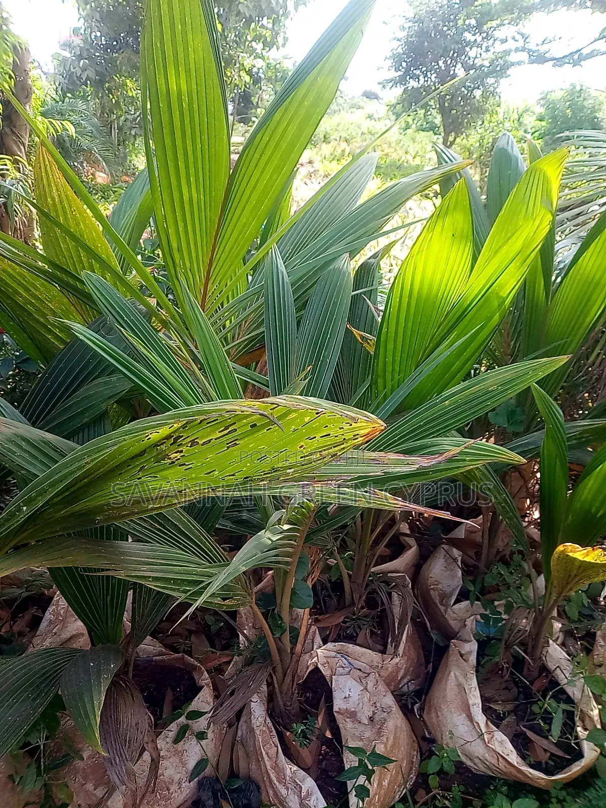 Coconut Palm Trees