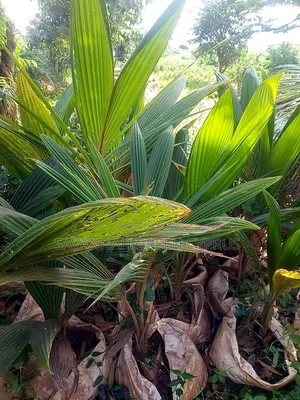 Coconut Palm Trees