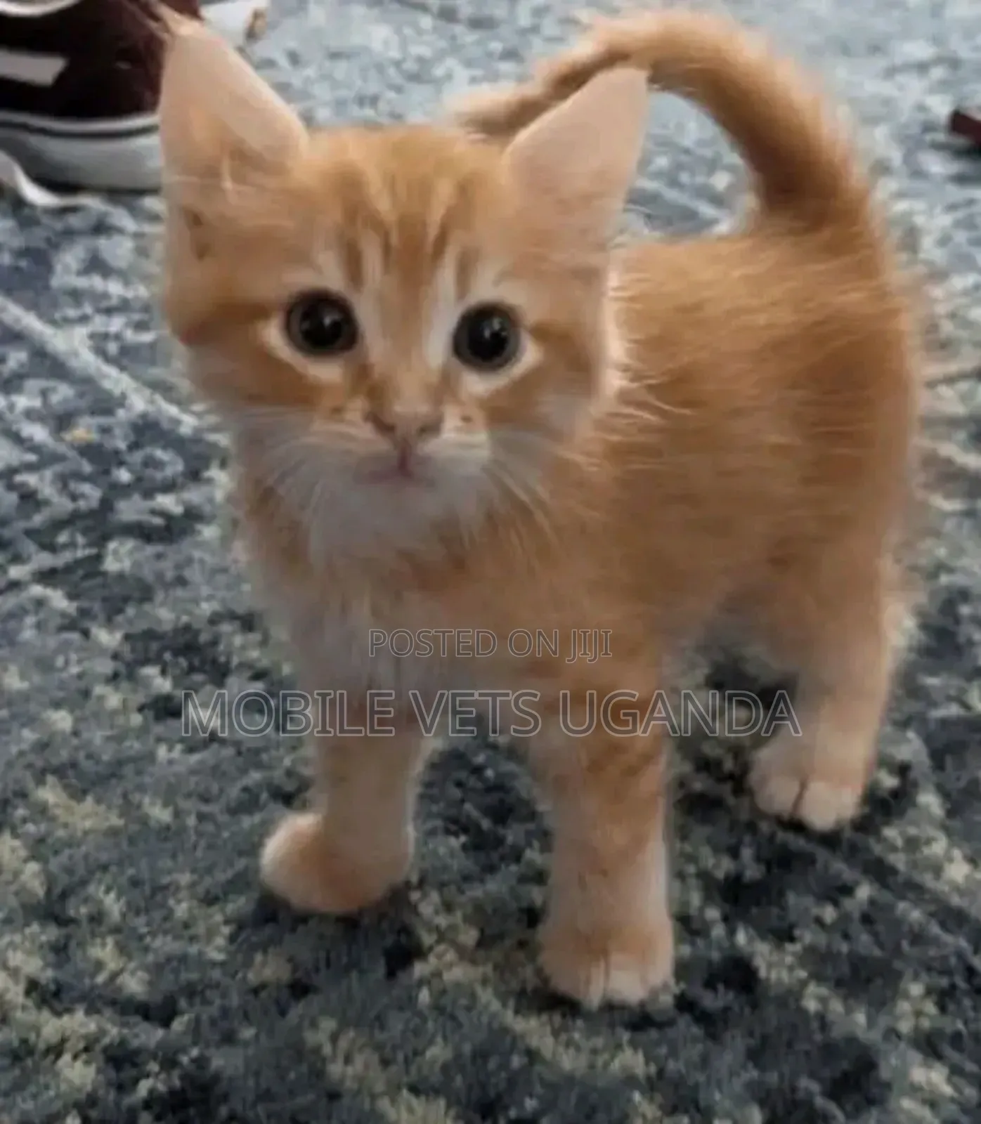 1-3 months Male Purebred American Bobtail