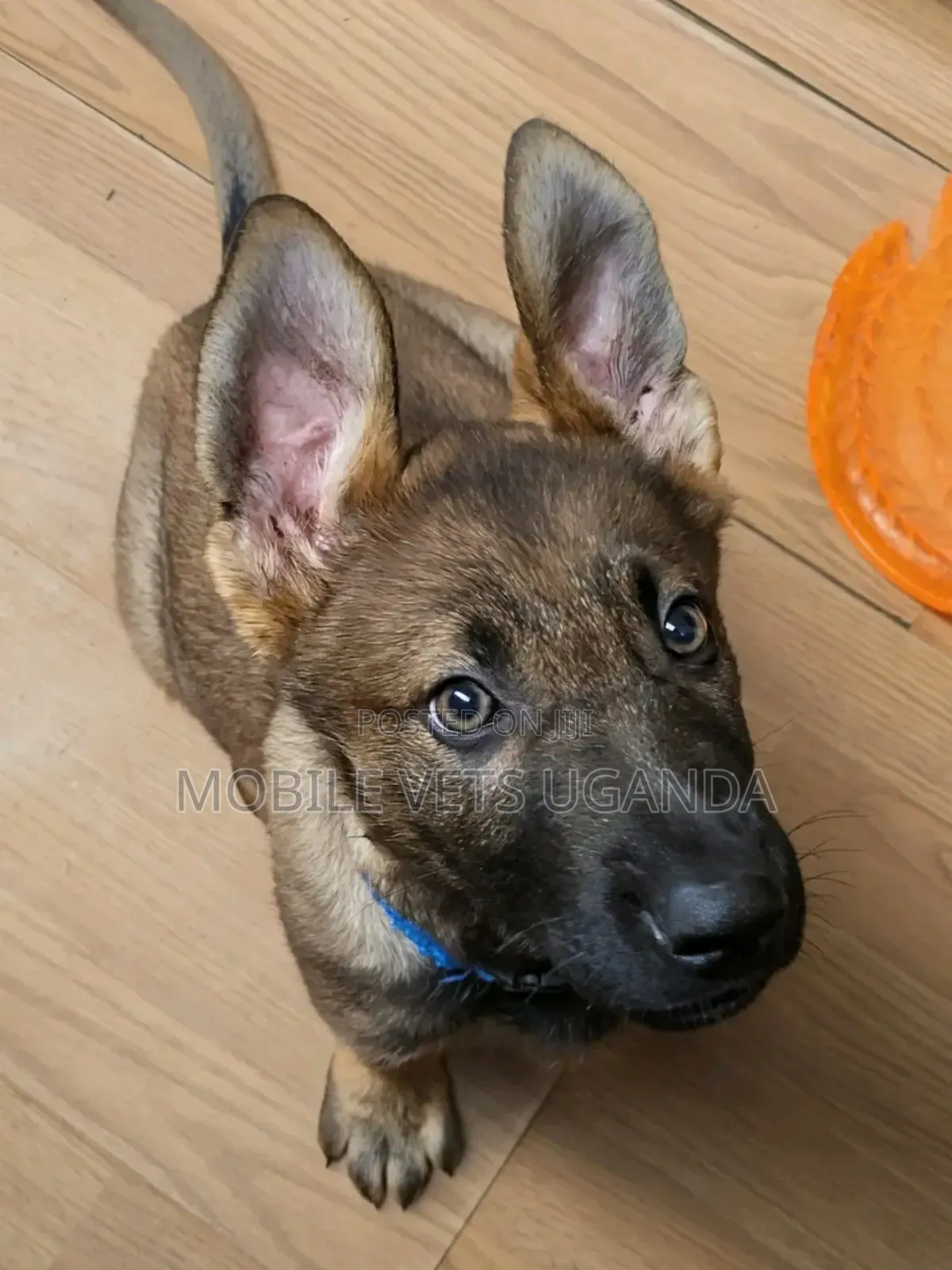 1-3 months Male Purebred German Shepherd
