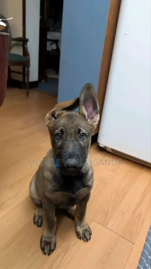 3-6 months Female Purebred German Shepherd