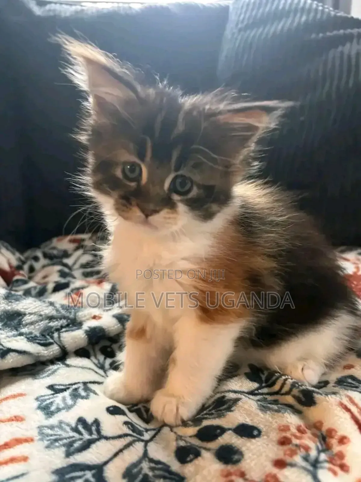 1-3 months Male Purebred Bombay