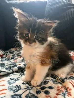 1-3 months Male Purebred Bombay