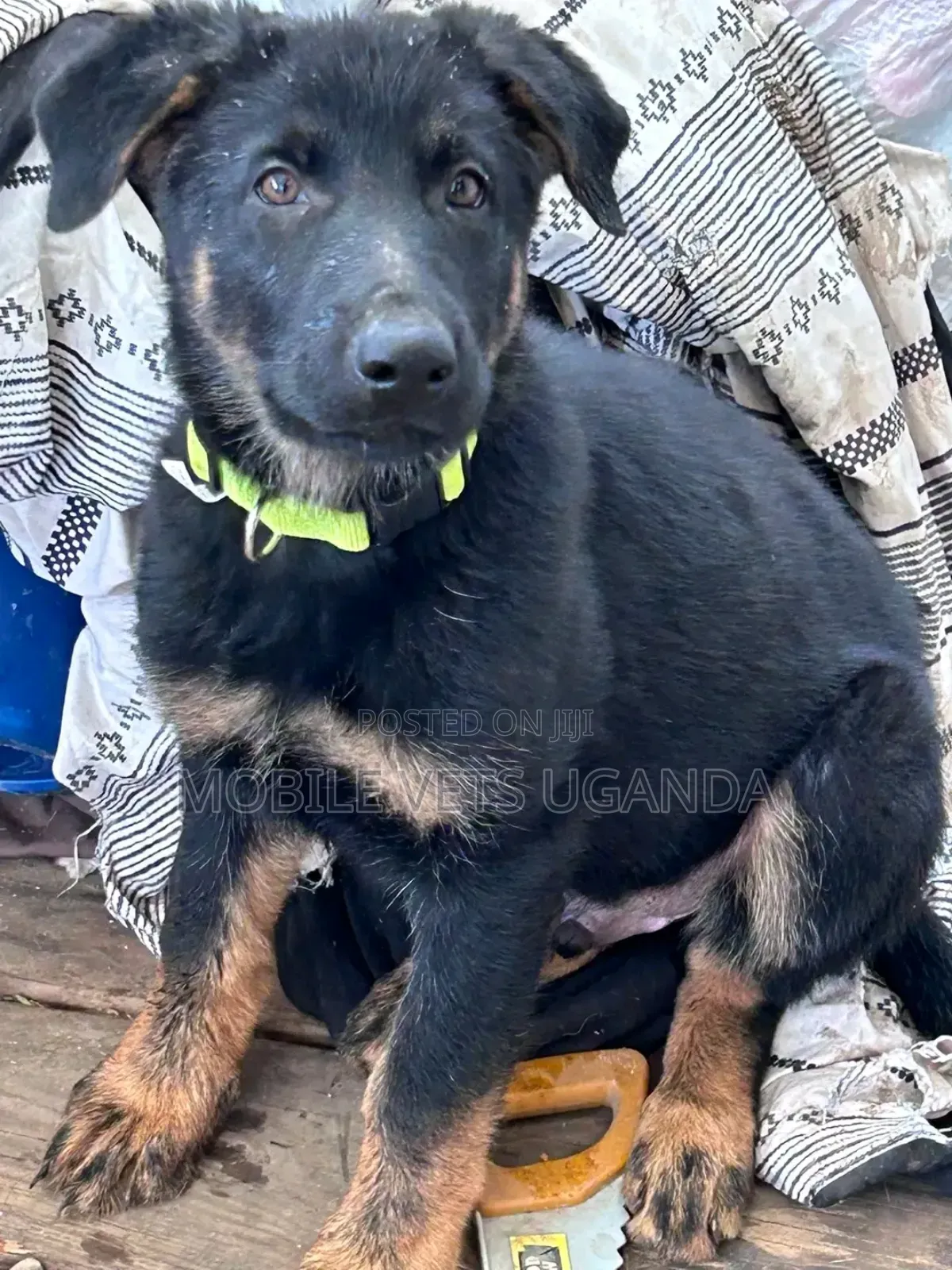 3-6 months Female Purebred German Shepherd
