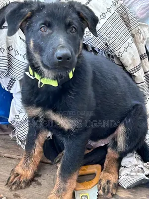 3-6 months Female Purebred German Shepherd