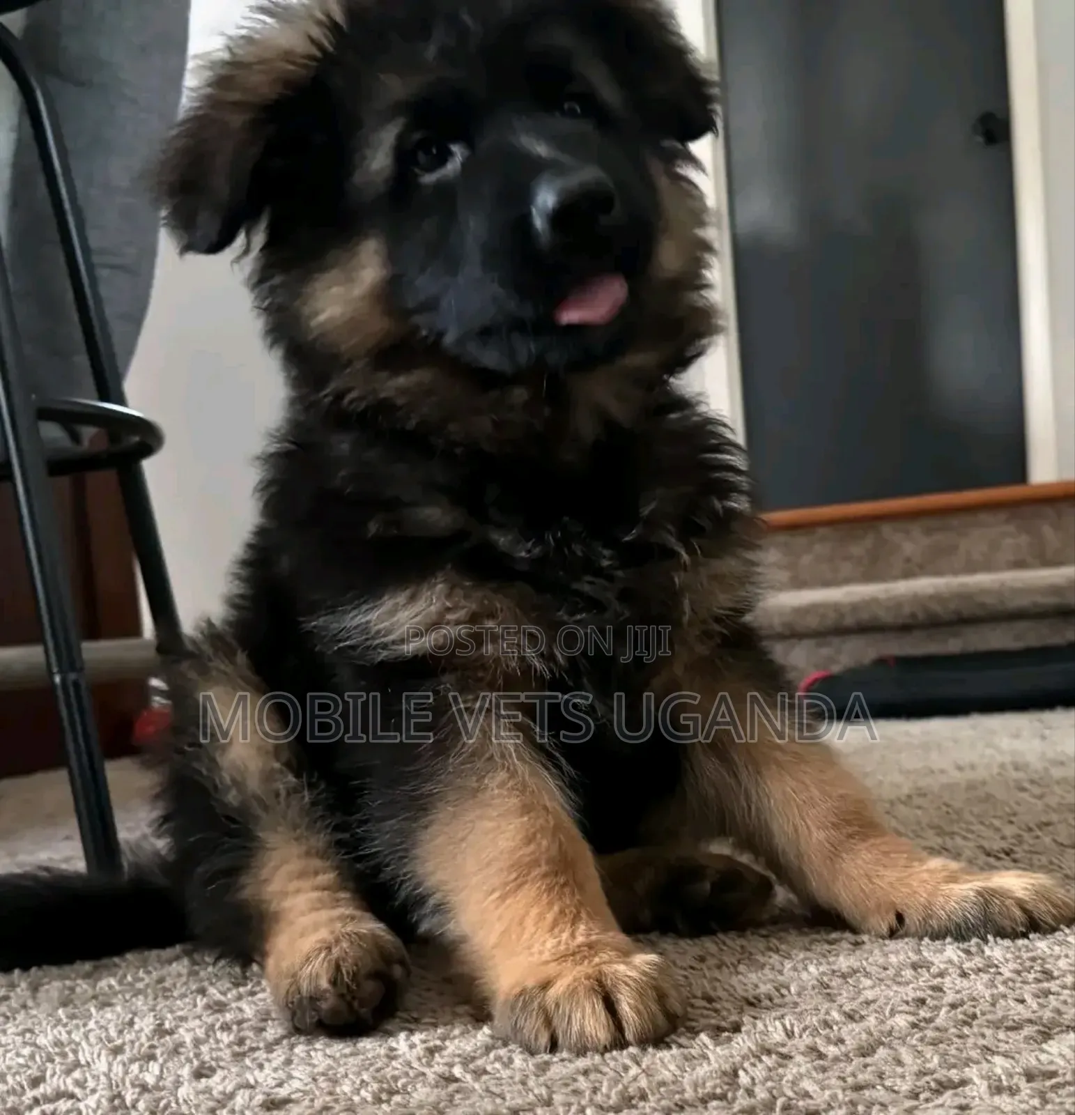1-3 months Female Purebred German Shepherd