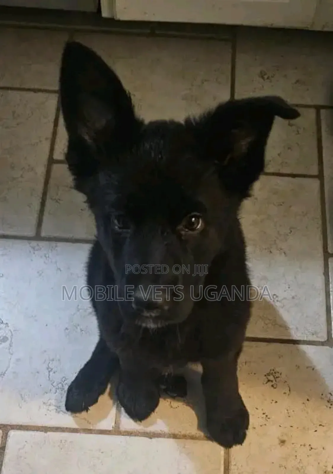 3-6 months Male Purebred German Shepherd