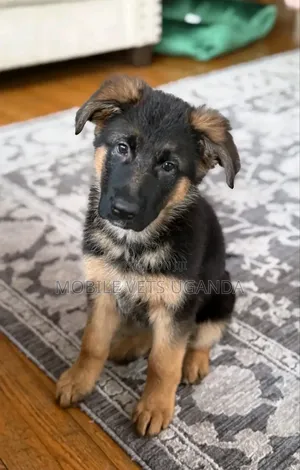 1-3 months Female Purebred German Shepherd