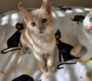 1-3 months Female Purebred Bombay