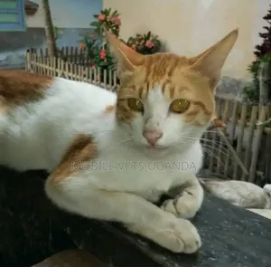 1-3 months Female Purebred Bengal