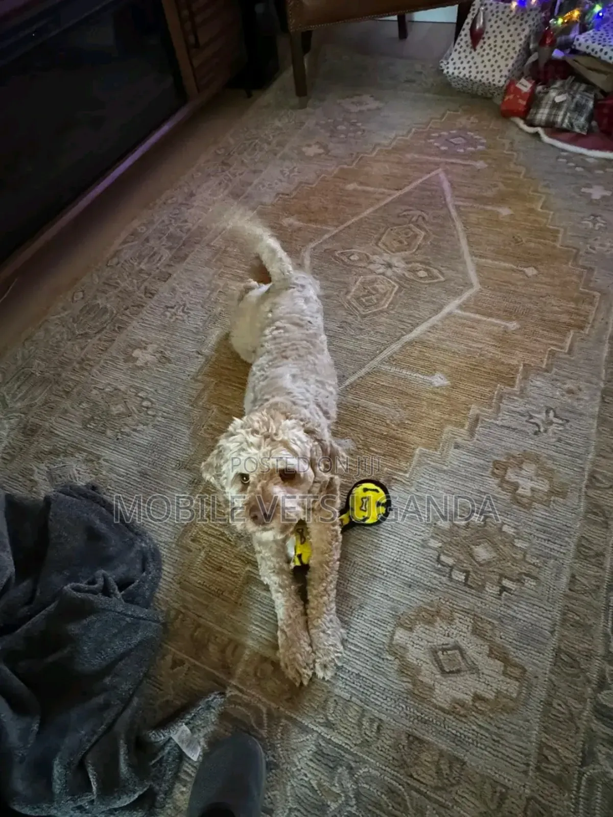 3-6 months Female Purebred Maltese