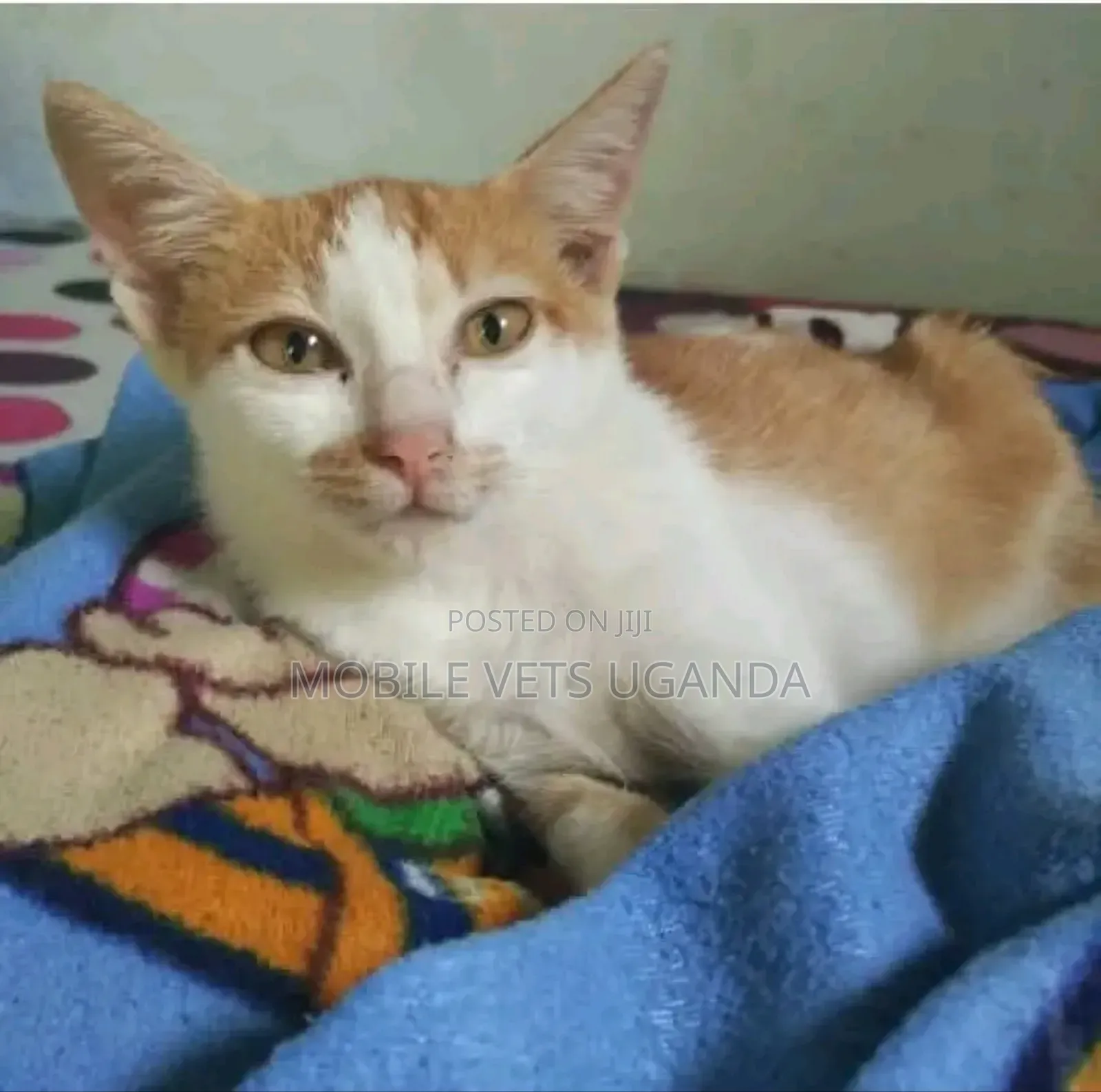 3-6 months Female Purebred Manx