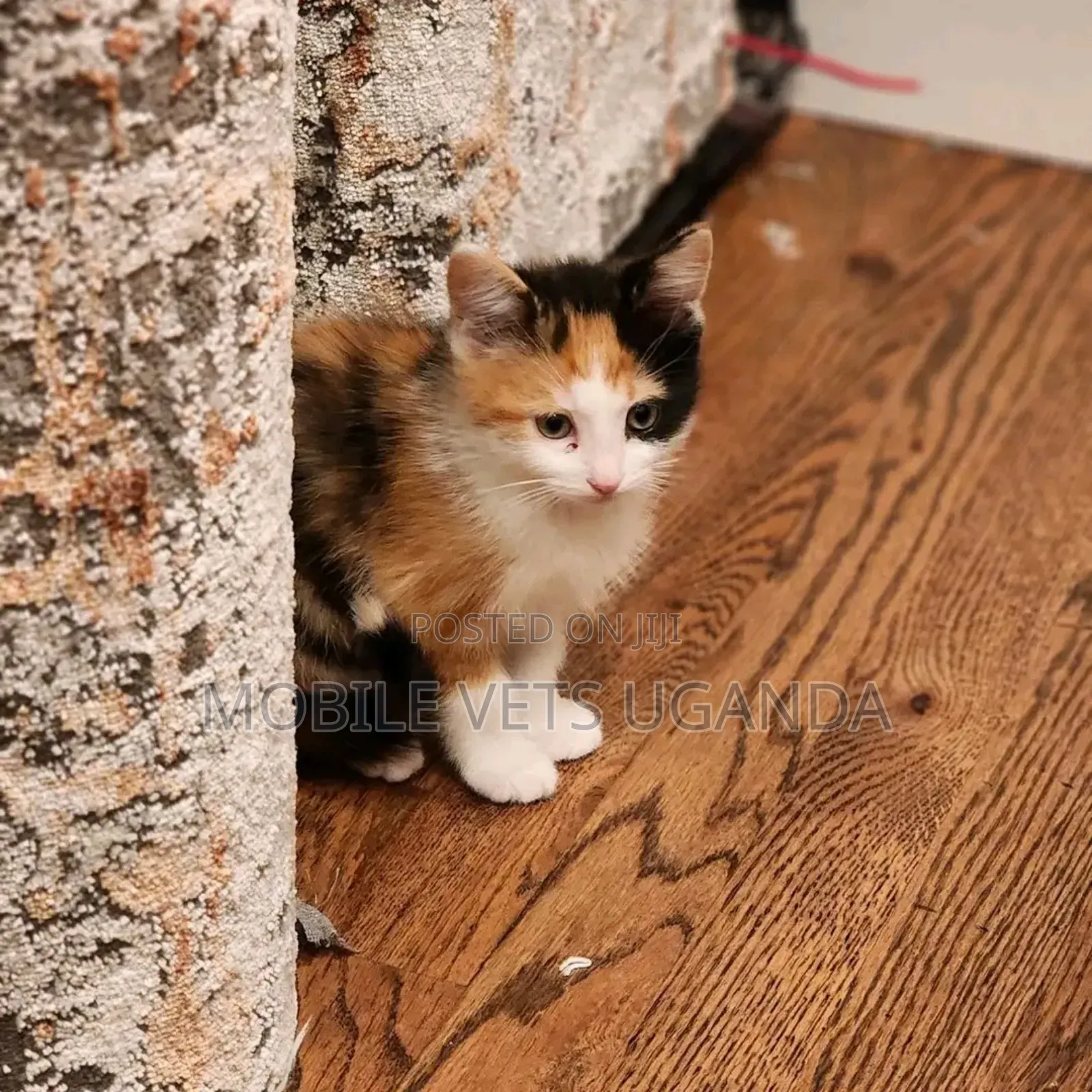 0-1 month Female Purebred Turkish Van