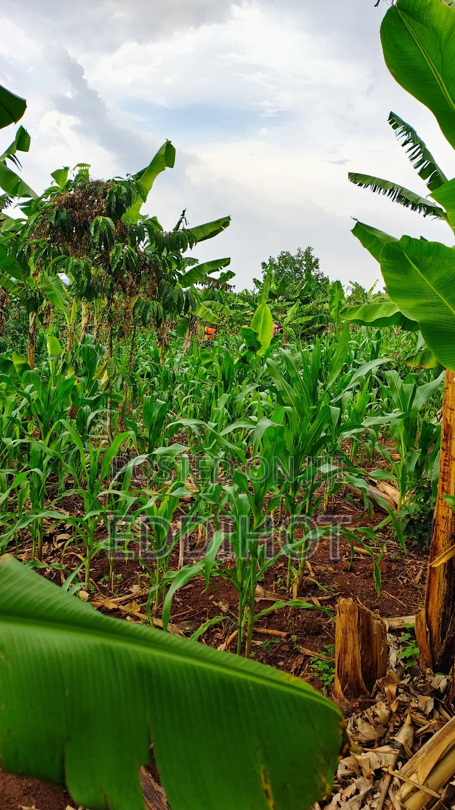 Plots For Sale In Namagera Wakiso District 3km From Hoima Road