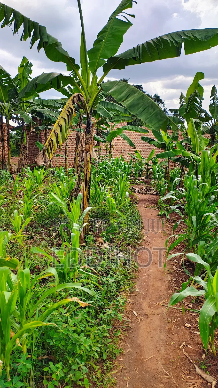 Plots For Sale In Namagera Wakiso District 3km From Hoima Road