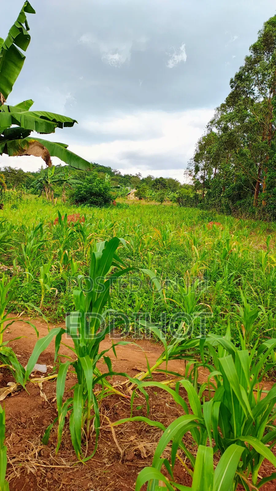 Plots For Sale In Namagera Wakiso District 3km From Hoima Road