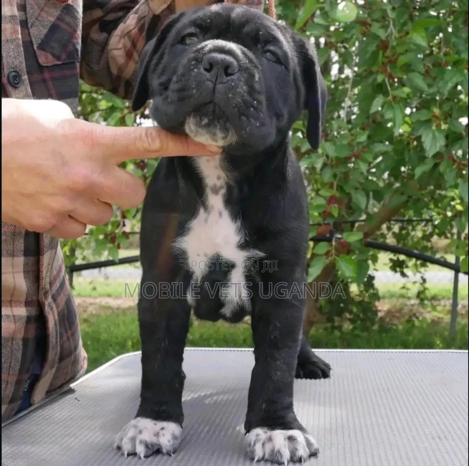 1-3 months Male Purebred Boerboel