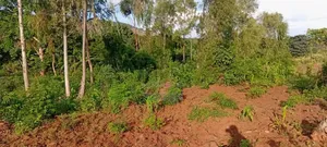 2.5 Acres of Land in Buwagajo, Touching Lake Victoria.